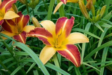 Hemerocallis 'Frans Hals' - 3 Ltr pot - image 4