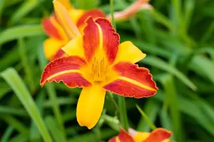 Hemerocallis 'Frans Hals' - 3 Ltr pot - image 5