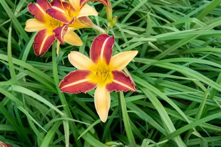 Hemerocallis 'Frans Hals' - P13 - image 3