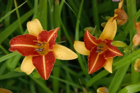 Hemerocallis 'Frans Hals' - 3 Ltr pot - image 2