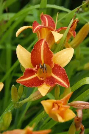 Hemerocallis 'Frans Hals' - 3 Ltr pot - image 1