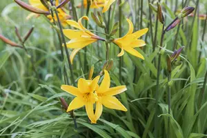 Hemerocallis 'Golden Chimes' - 2 Ltr pot