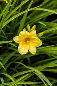 Hemerocallis 'Happy Returns' - P9 - image 2
