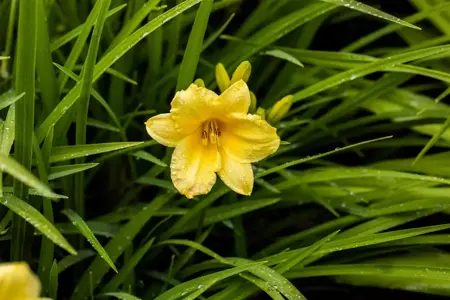 Hemerocallis 'Happy Returns' - P9 - image 1