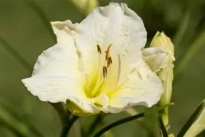 Hemerocallis 'Joan Senior'