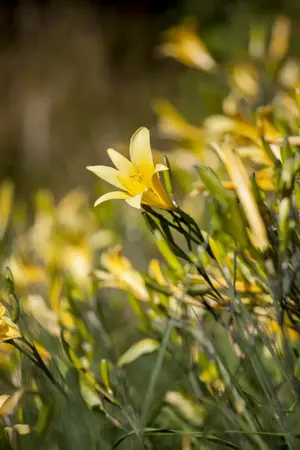 Hemerocallis lilioasphodelus - P9 - image 2