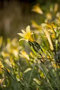 Hemerocallis lilioasphodelus - P9 - image 2