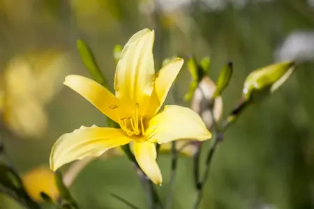 Hemerocallis lilioasphodelus - P9 - image 3