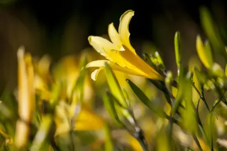 Hemerocallis lilioasphodelus - P9 - image 4