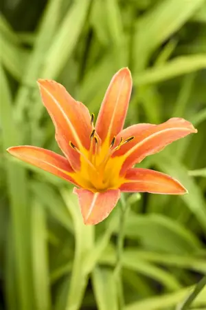 Hemerocallis 'Margaret Perry' - P9 - image 2