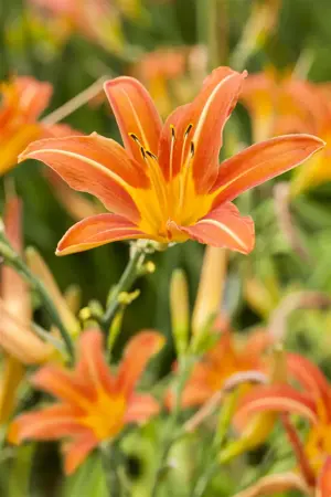 Hemerocallis 'Margaret Perry' - P9 - image 3