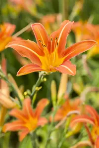 Hemerocallis 'Margaret Perry' - P9 - image 3
