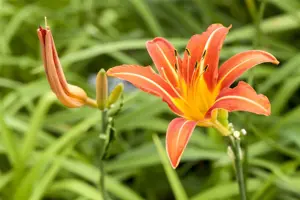 Hemerocallis 'Margaret Perry'