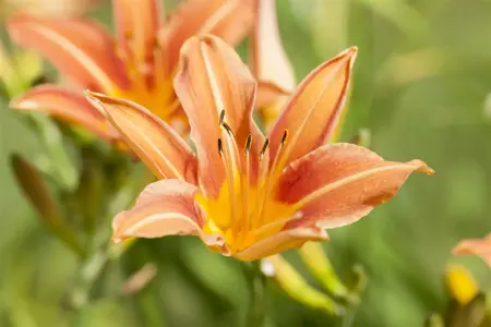 Hemerocallis 'Margaret Perry' - P9 - image 4