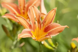 Hemerocallis 'Margaret Perry' - P9 - image 4