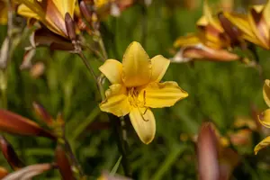 Hemerocallis middendorffii