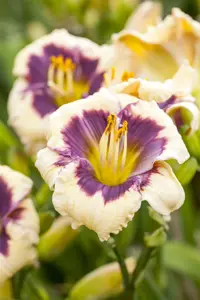Hemerocallis 'Moonlight Masquerade'