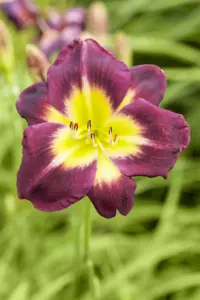 Hemerocallis 'Night Beacon'