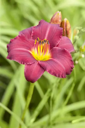 Hemerocallis 'Pardon Me' - P9 - image 1