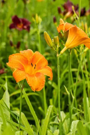 Hemerocallis 'Pardon Me' - P9 - image 3