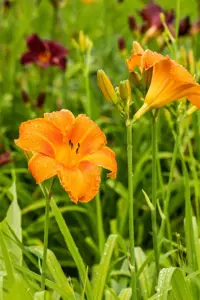 Hemerocallis 'Pardon Me' - P9 - image 3