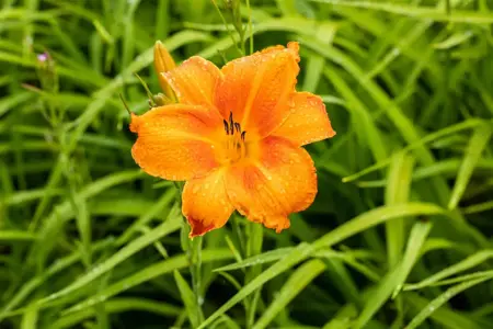 Hemerocallis 'Pardon Me' - P9 - image 2