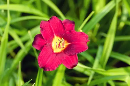 Hemerocallis 'Pardon Me' - P9 - image 4