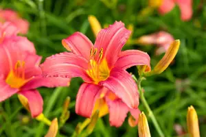Hemerocallis 'Pink Damask' - P11