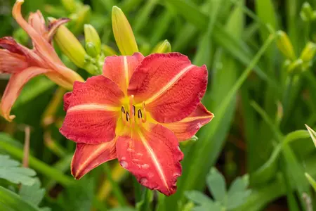 Hemerocallis 'Red Rum' - 2 Ltr pot - image 2