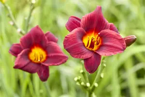 Hemerocallis 'Ruby Stella'