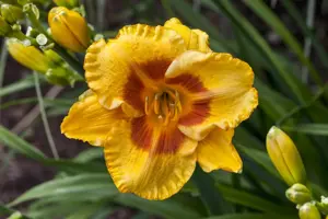 Hemerocallis 'Sammy Russell' - P11