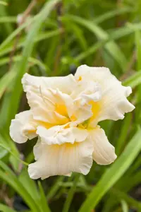 Hemerocallis 'Schnickel Fritz'