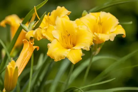Hemerocallis 'Stella de Oro' - 2 Ltr pot - image 2