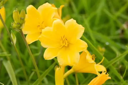 Hemerocallis 'Stella de Oro' - 2 Ltr pot - image 3
