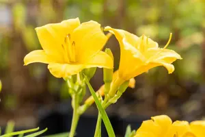 Hemerocallis 'Stella de Oro' - 2 Ltr pot - image 4