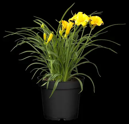 Hemerocallis 'Stella de Oro' - 2 Ltr pot - image 1