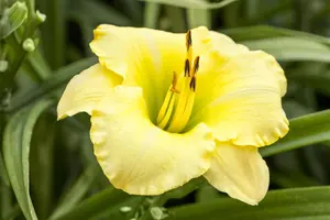 Hemerocallis 'Stella Rouge'