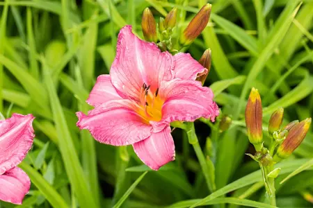Hemerocallis 'Summer Wine' - P13