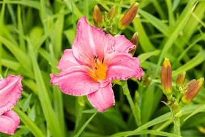 Hemerocallis 'Summer Wine' - P13