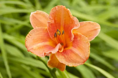 Hemerocallis 'Tuscawilla Tigress' - P9
