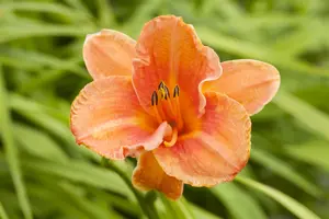 Hemerocallis 'Tuscawilla Tigress'