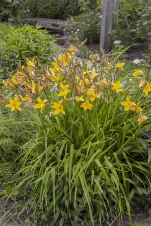 Hemerocallis 'Uncharted Waters' - P11 - image 2