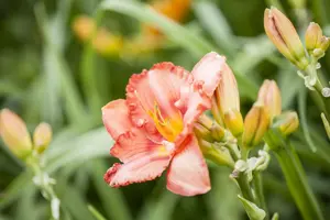 Hemerocallis 'Uncharted Waters' - P11 - image 3
