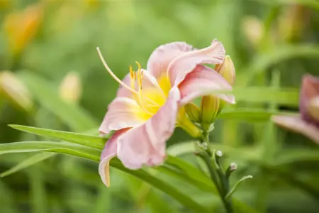 Hemerocallis 'Uncharted Waters' - P11 - image 4