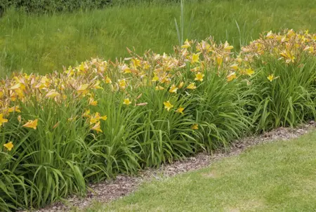 Hemerocallis 'Uncharted Waters' - P11 - image 1