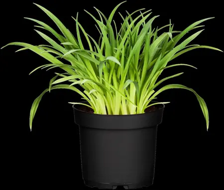 Hemerocallis 'Uncharted Waters' - P11 - image 5
