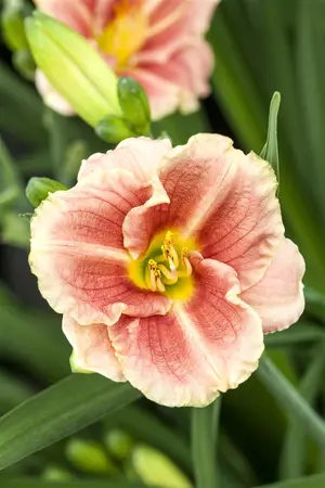 Hemerocallis 'Veins of Truth' - P11