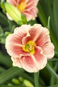 Hemerocallis 'Veins of Truth'