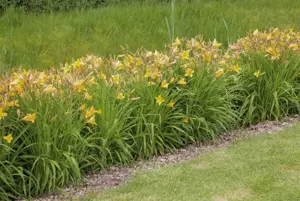 Hemerocallis 'White Lemonade'