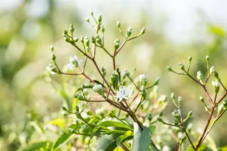 Heptacodium miconioides - 30-40 CM C5 - image 2